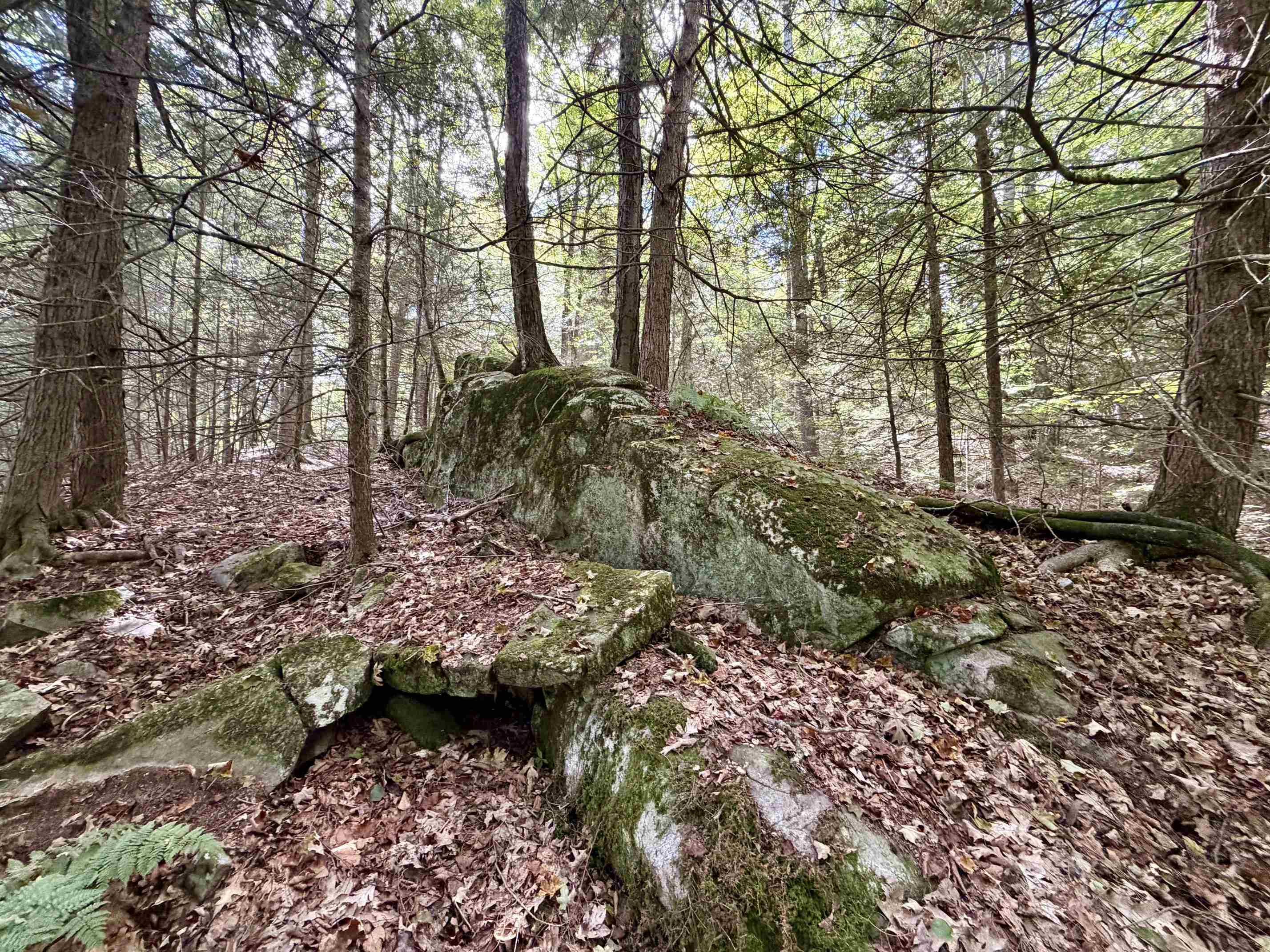 Explore these woods!!!