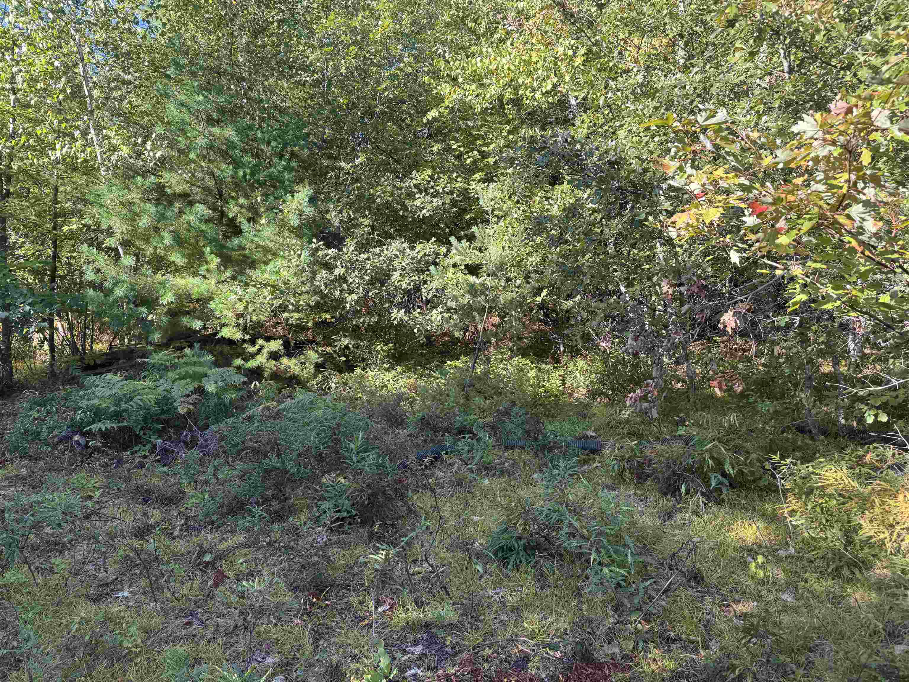 and through the woods