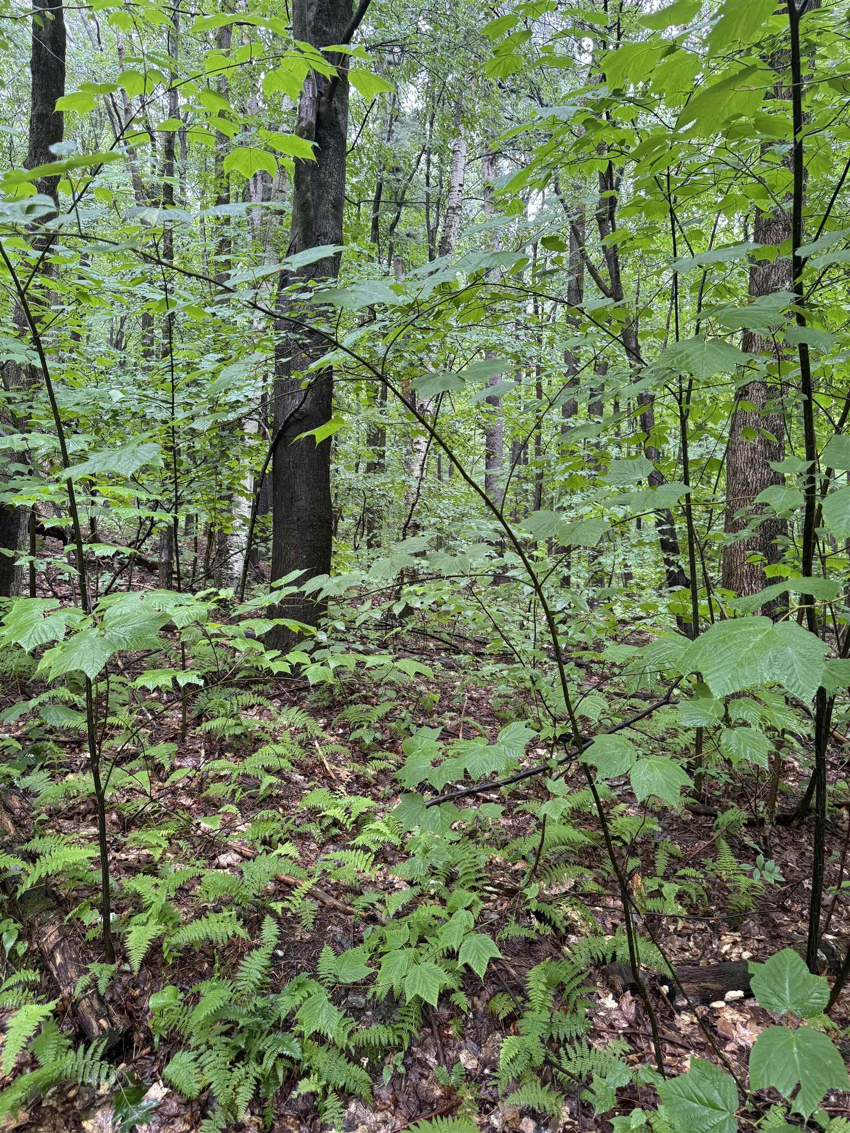 Photo 2 of Land for sale at 0 Grapevine Ln, Pownal, VT 05261 | MLS# 5109674 | Listing updated on 2026-09-15