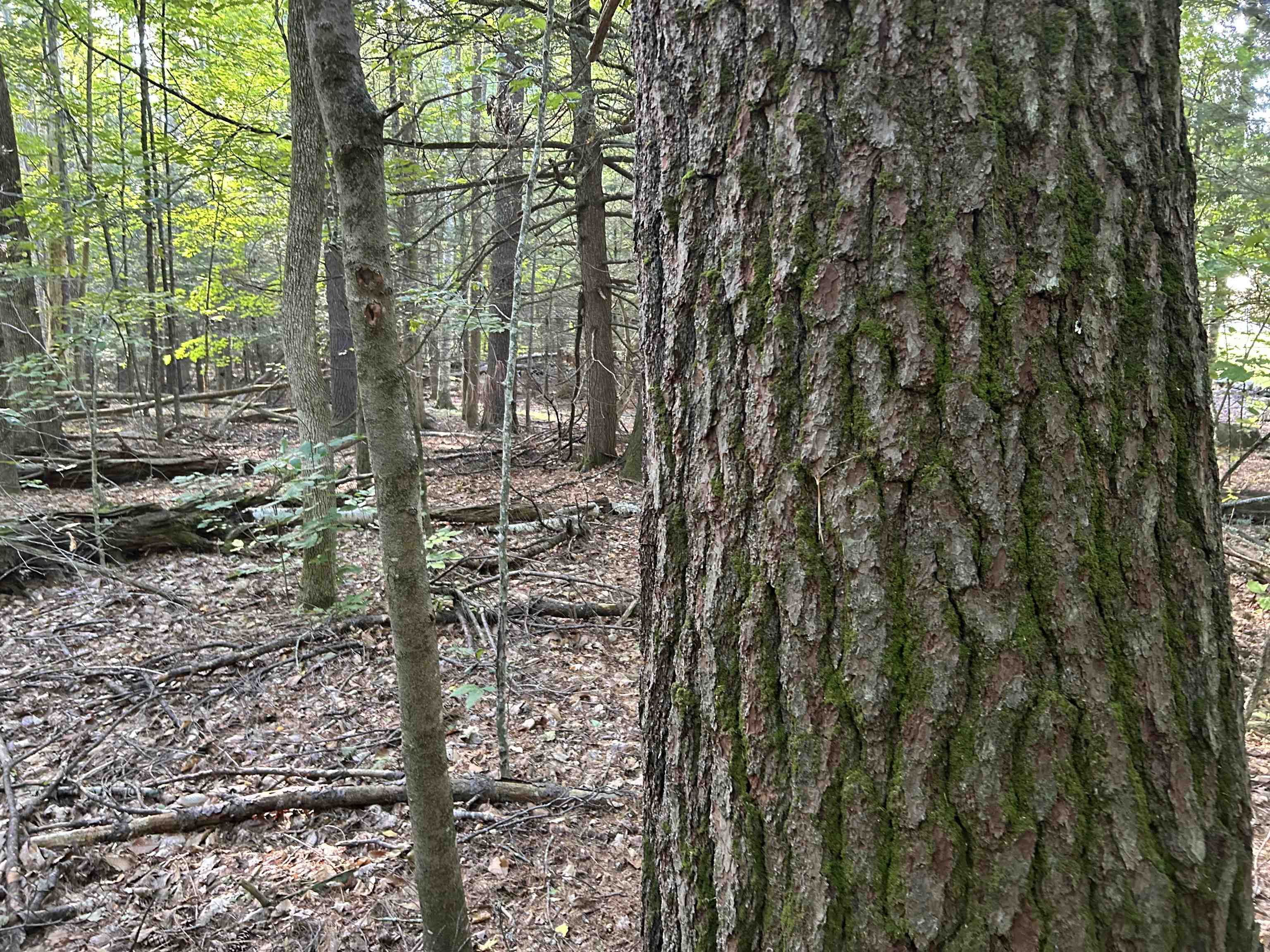 Photo 2 of Land for sale at 65 Case Rd, Nottingham, NH 03290 | MLS# 5110265 | Listing updated on 2026-09-17