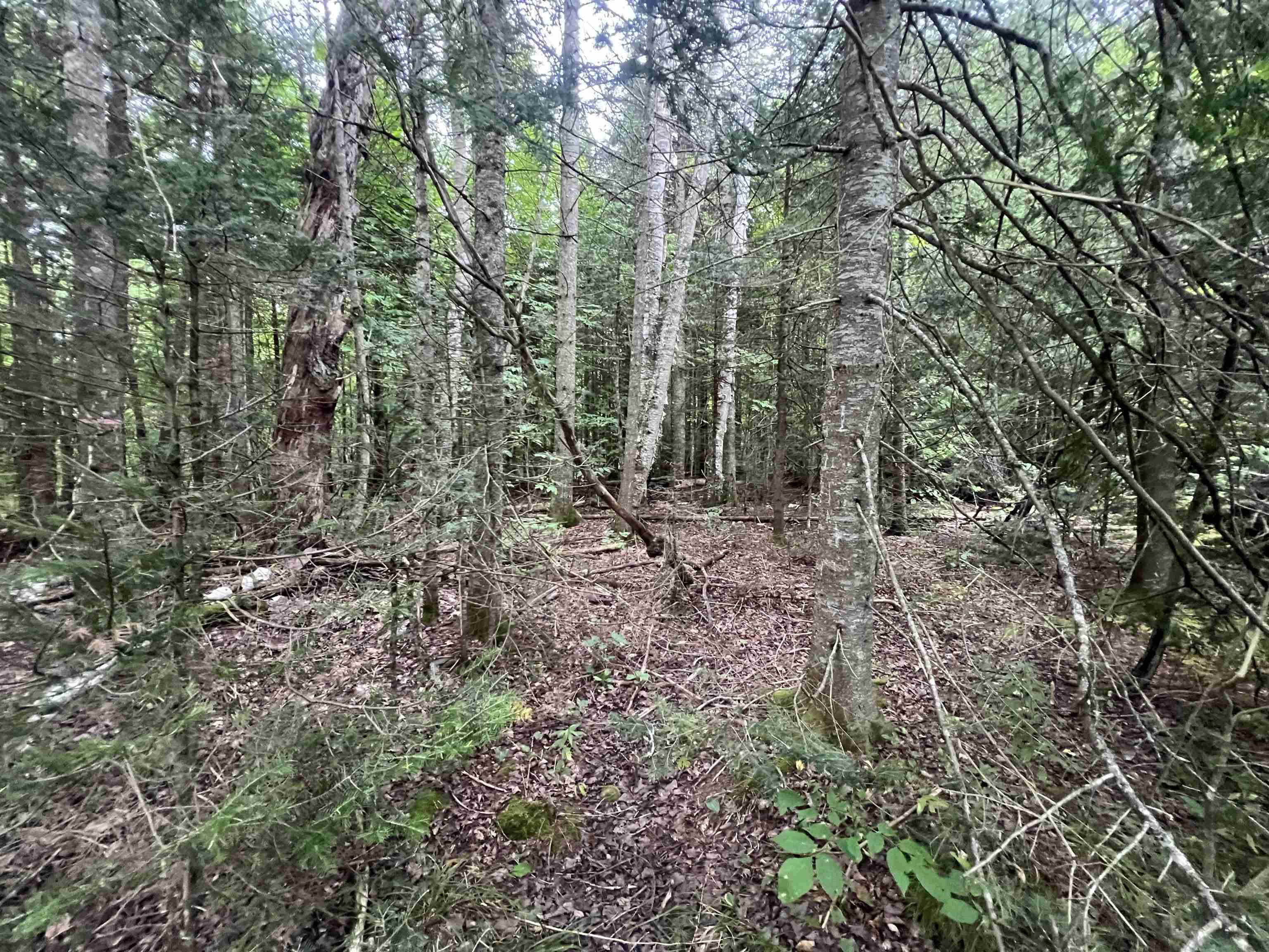 Photo 4 of Land for sale at 0 Red Schoolhouse Rd, Wheelock, VT 05851 | MLS# 5110444 | Listing updated on 2026-09-18