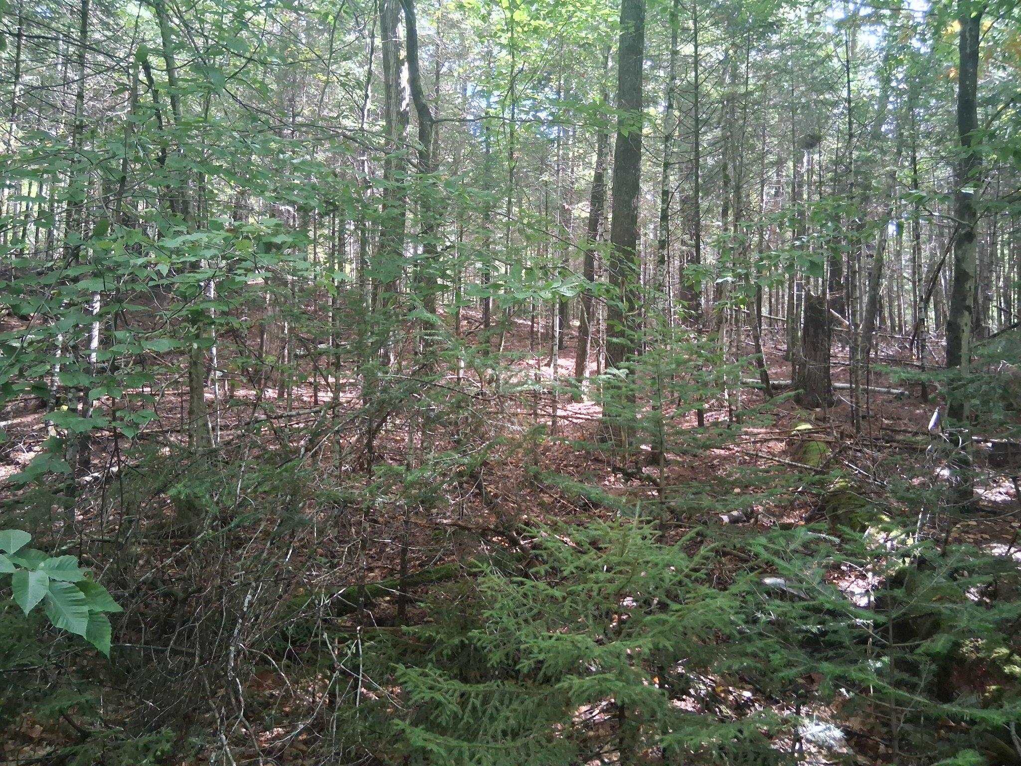 Photo 2 of Land for sale at 14 257 Garfield Rd, Washington, NH 03280 | MLS# 5110659 | Listing updated on 2026-09-30