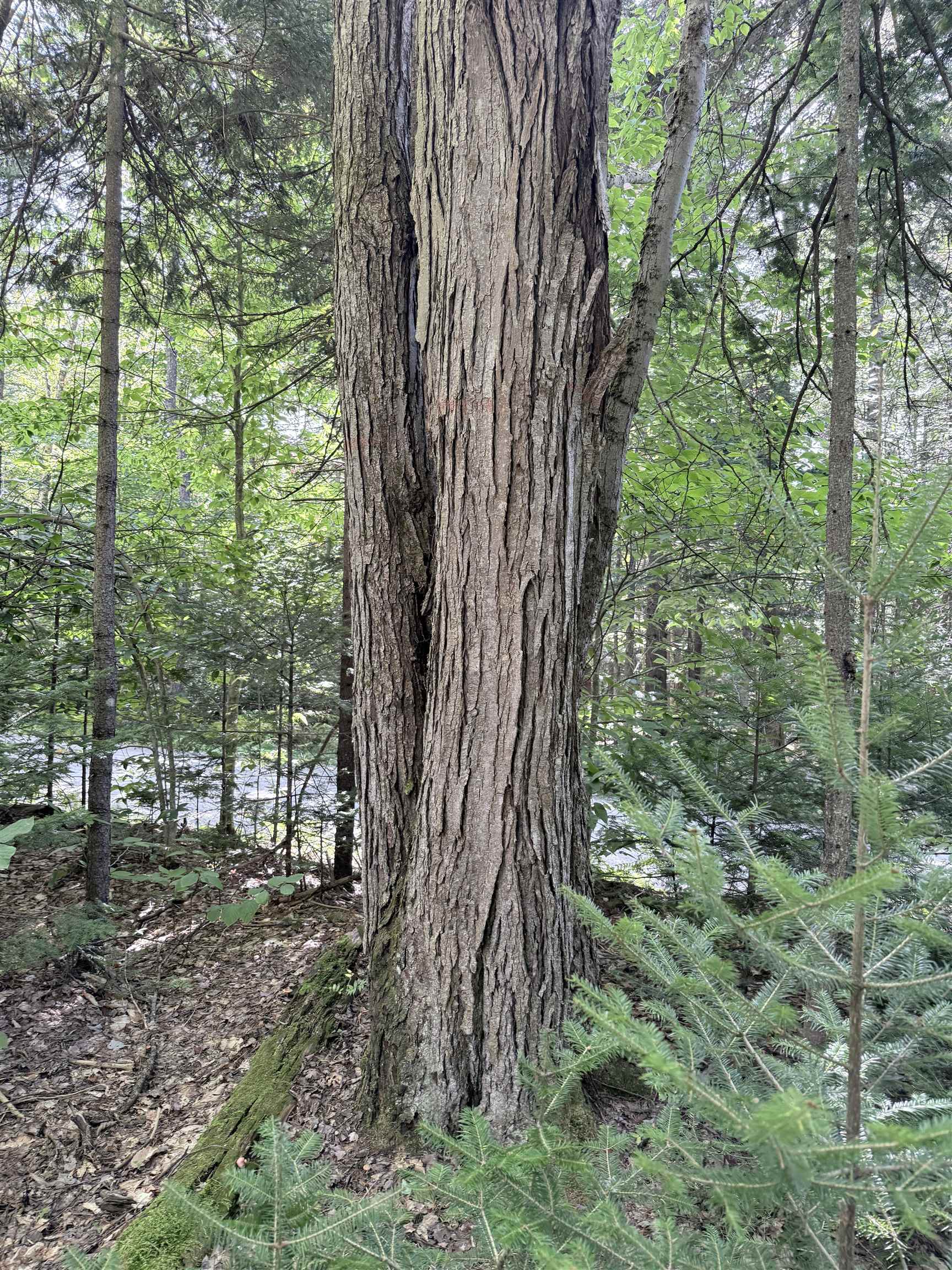 Photo 3 of Land for sale at 0 Cross Rd, West Townshend, VT 05359 | MLS# 5111403 | Listing updated on 2026-09-25