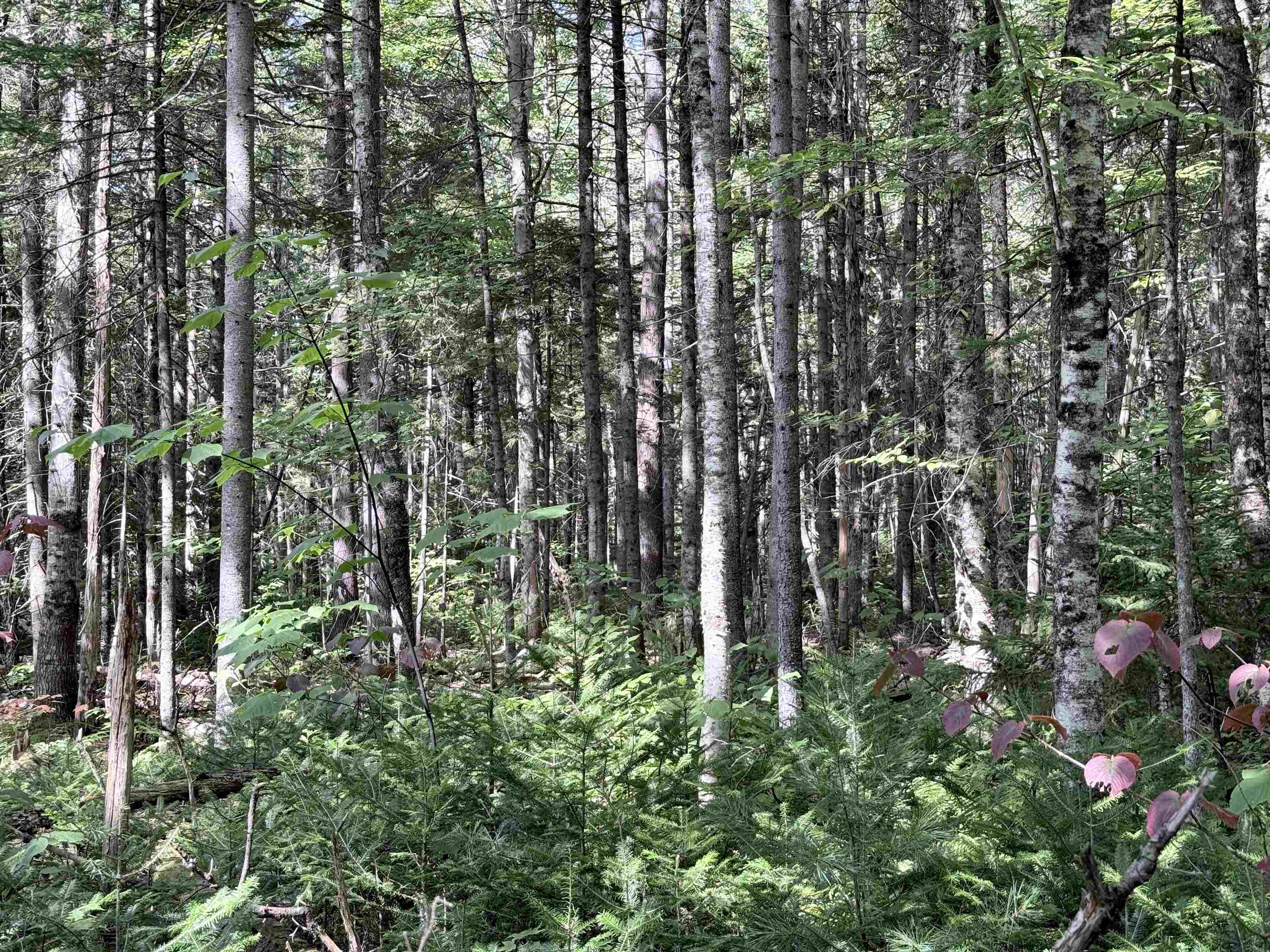 Photo 4 of Land for sale at 0 Cross Rd, West Townshend, VT 05359 | MLS# 5111403 | Listing updated on 2026-09-25