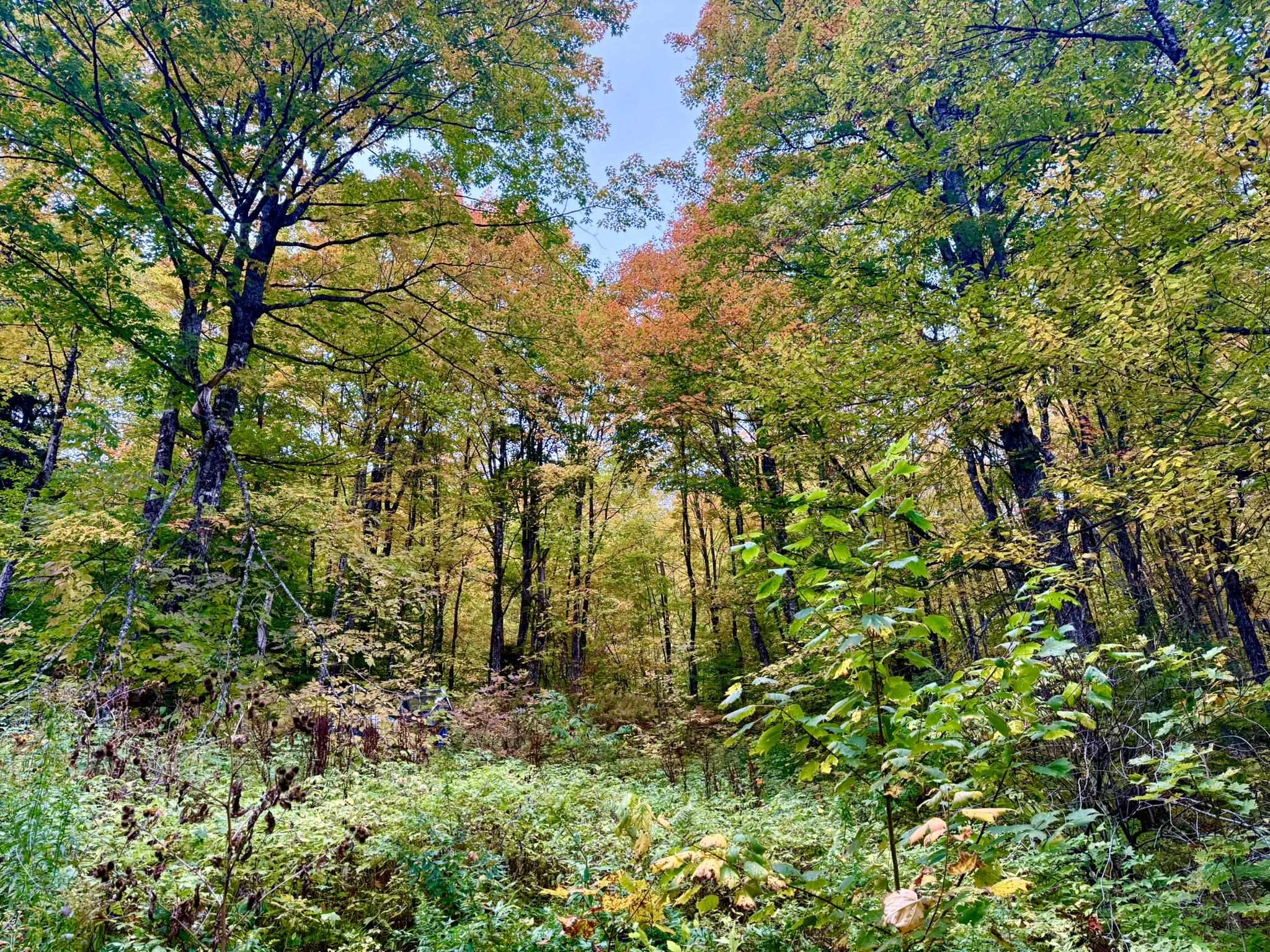 Photo 1 of Land for sale at 369 Hardscrabble Mountain Rd, Sheffield, VT 05866 | MLS# 5111677 | Listing updated on 2026-09-29